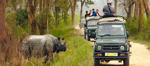 kaziranga park safari