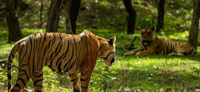 sariska