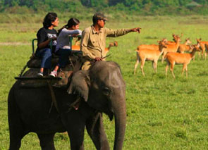 safari tour